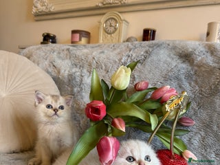 Scottish Fold cats *LUXURY SCOTTISH FOLD & 1 STRAIGHT KITTENS* - Advert 4