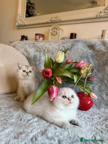 Scottish Fold cats *LUXURY SCOTTISH FOLD & 1 STRAIGHT KITTENS* - Advert 1