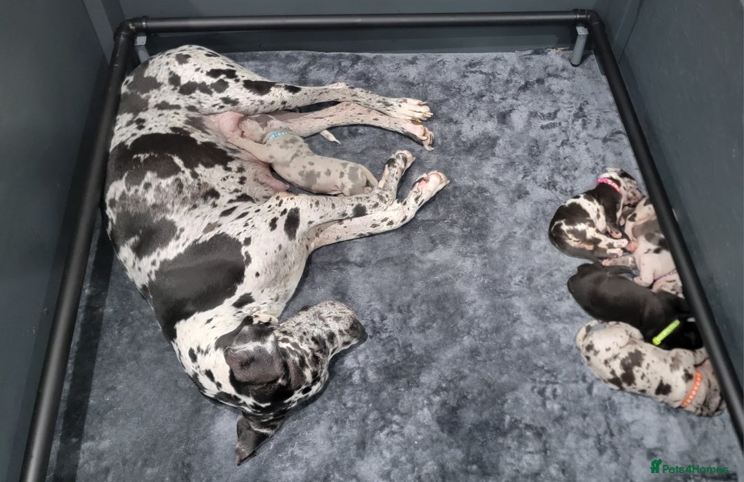Great Dane dogs for sale: Stunning Great Dane puppies  - Advert 2