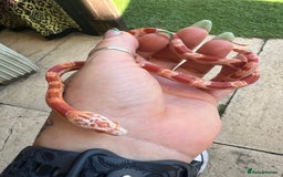 Corn Snake reptiles for sale: Corn snake  - Image 1