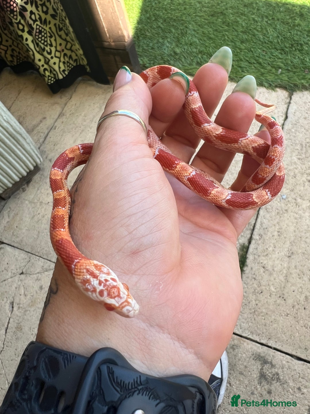 Corn Snake reptiles for sale: Corn snake  - Image 1