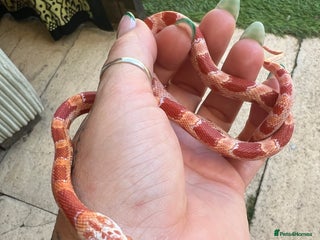 Corn Snake reptiles - Advert 1