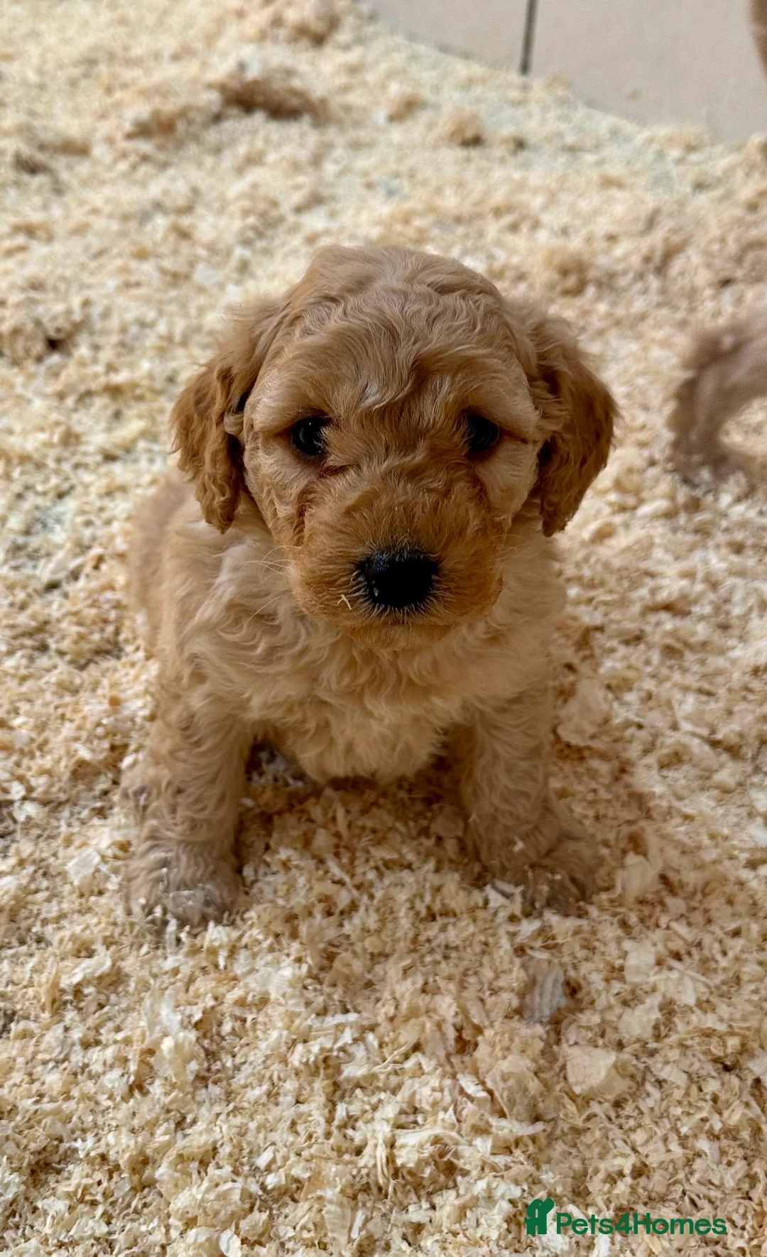 Labradoodle dogs for sale: Miniature Labradoodle from experienced breeder  - Advert 18