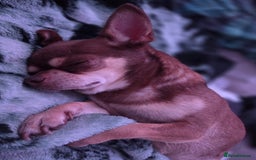 Chihuahua dogs for sale: Little rambo - Advert 4