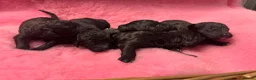 Goldendoodle dogs for sale: Beautiful Goldendoodles - Advert 9