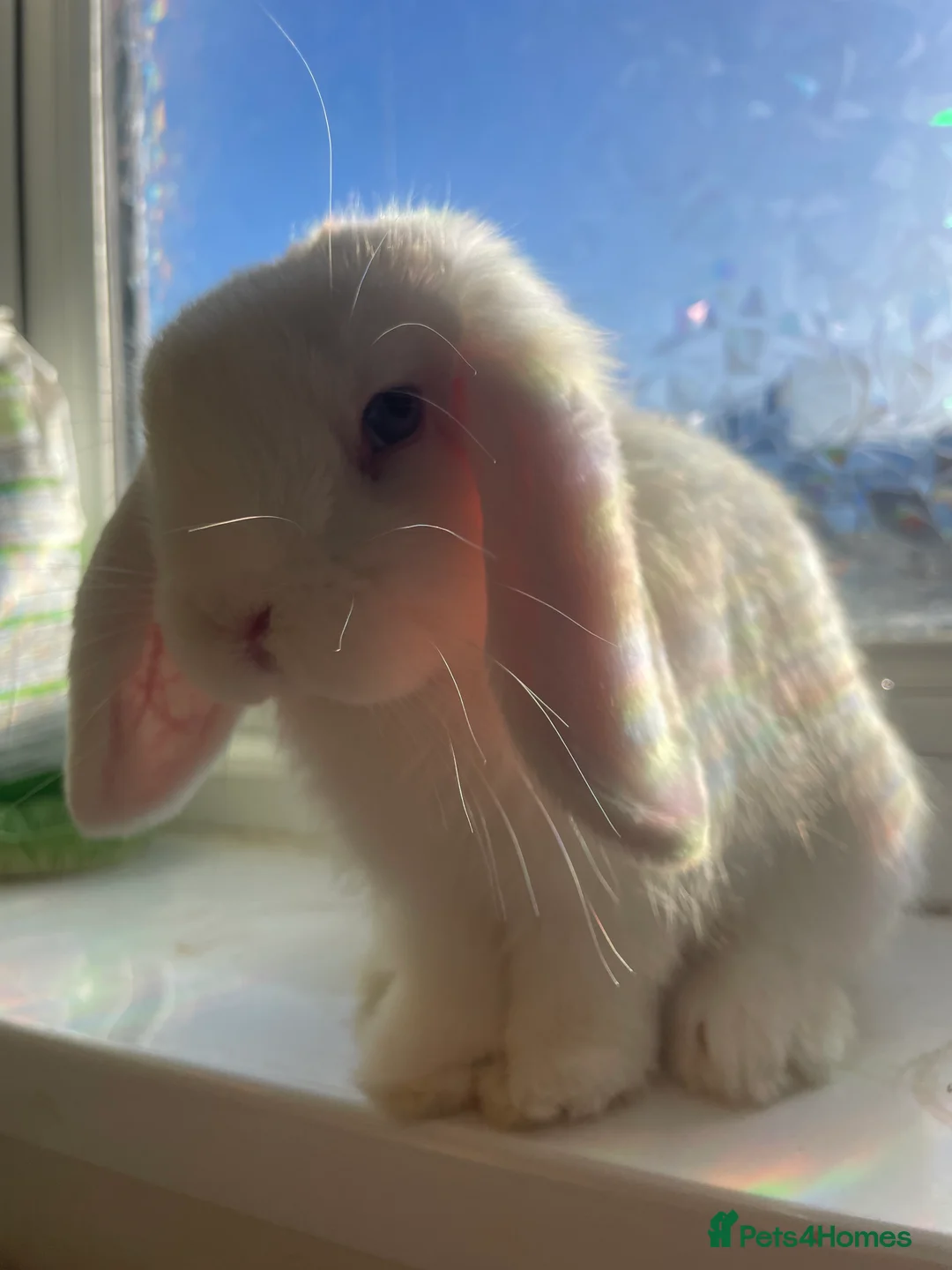 Mini Lop rabbits for sale: White Mini Lop  - Advert 3