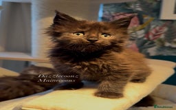 Maine Coon cats for sale: Chunky Russian Mainecoon cubs  - Image 9