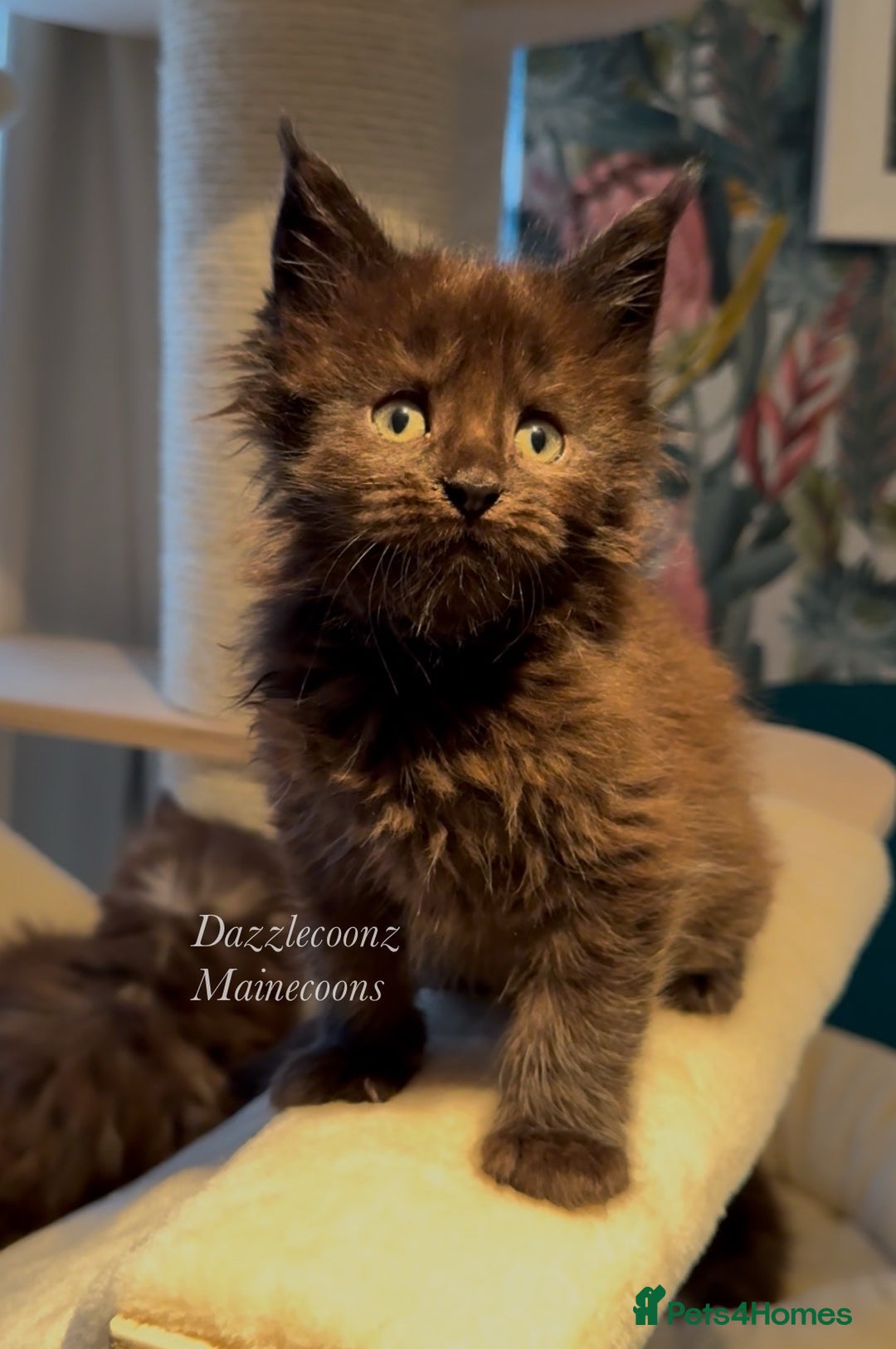 Maine Coon cats for sale: Chunky Russian Mainecoon cubs  - Image 9