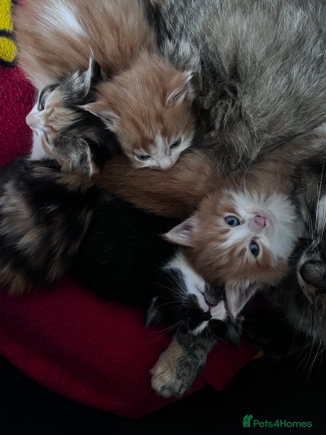 Mixed Breed cats for sale: Beautiful Fluffy Kittens - Advert 11