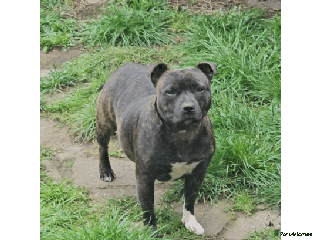 Staffordshire Bull Terrier dogs 🥨THE GOLDILOCKS LITTER 🥨 - Advert 6