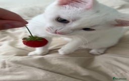 American Shorthair cats for sale: Prince  - Image 5