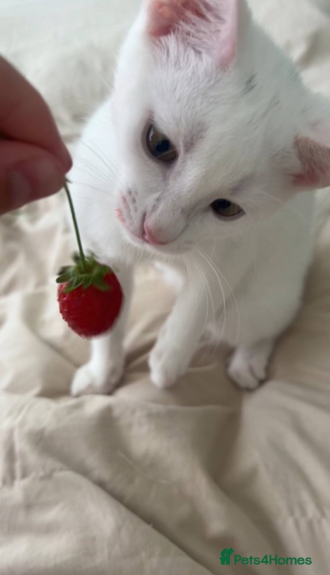 American Shorthair cats for sale: Prince  - Image 5