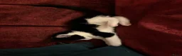 Domestic Shorthair cats for sale: Tuxedo kittens - Advert 6