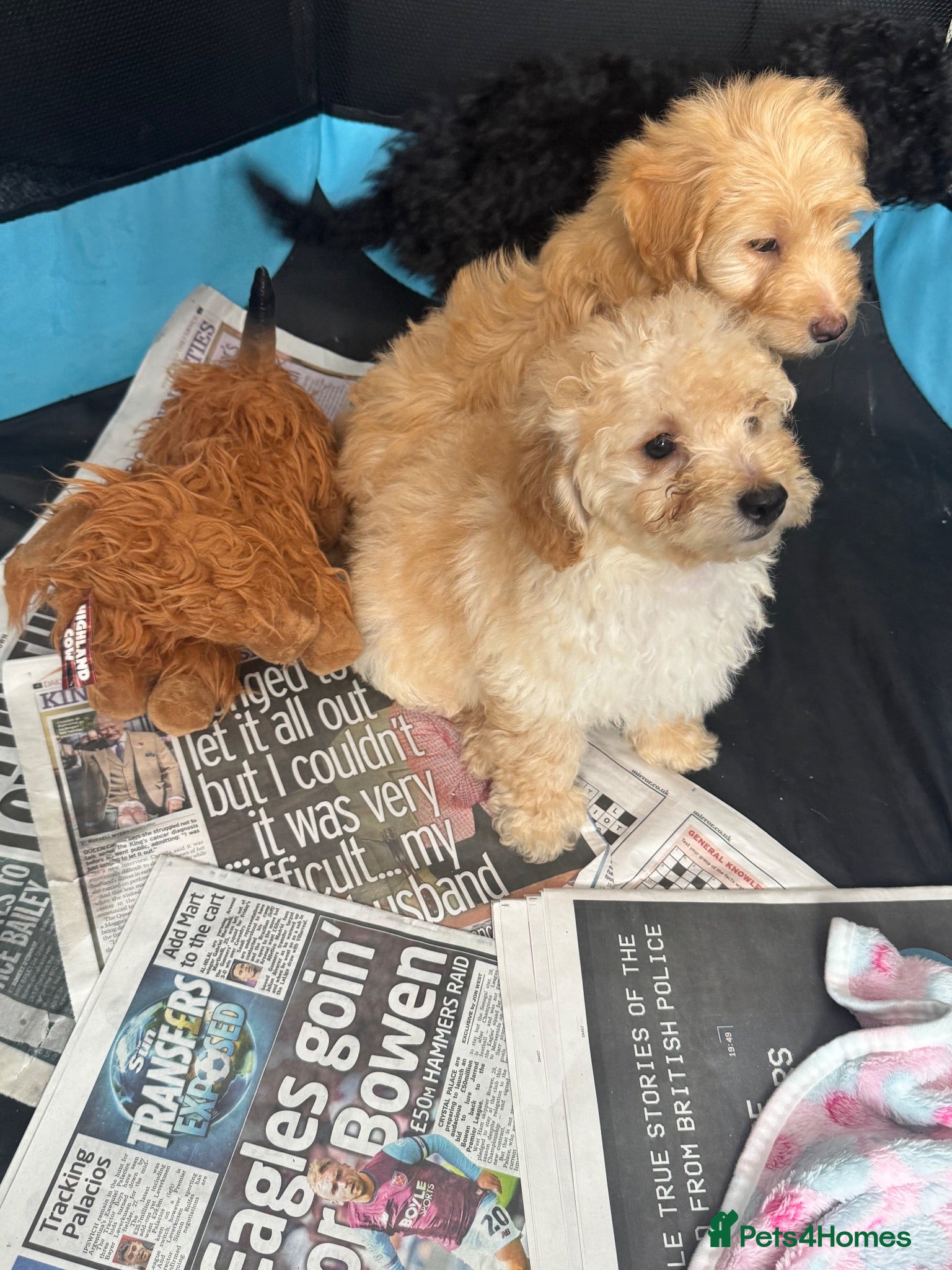 Yorkiepoo dogs Yourki poo  - Advert 5