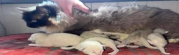 Ragdoll cats for sale: Stunning ragdoll kittens ready now  - Advert 16