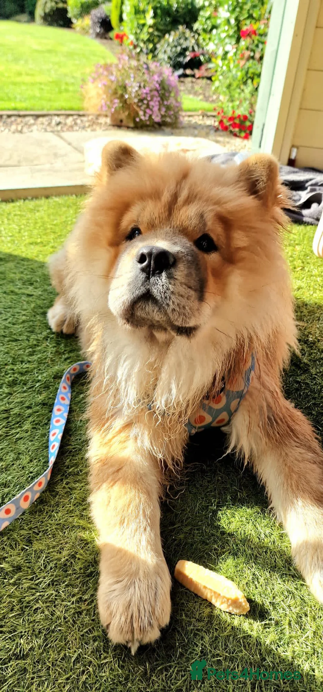 Chow Chow dogs for sale: EXPECTED PUPPIES in Newtownards - Advert 1
