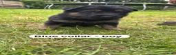 German Shepherd dogs for sale: Beautiful German shepherd pups  - Advert 5