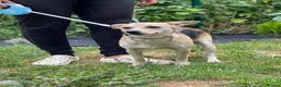 Mixed Breed dogs for adoption: ❤️CARAMEL- 11 months old low-medium sunshine girl - Advert 9