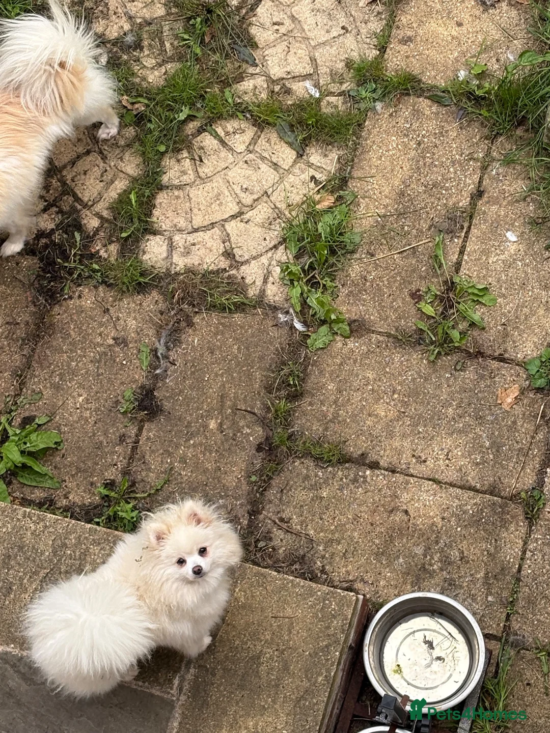 Pomeranian dogs for sale: Beautiful Pomeranian female  - Advert 2