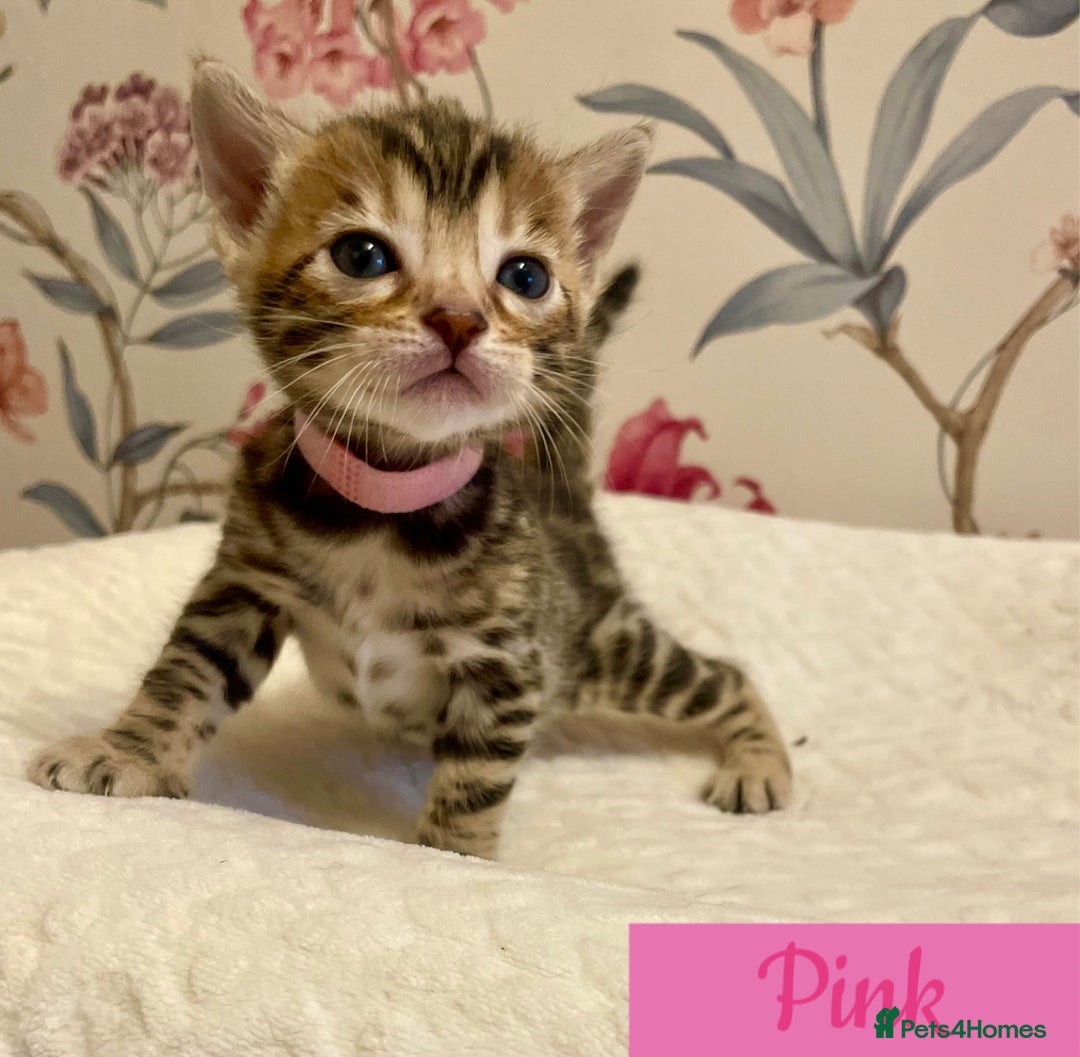Bengal cats for sale: Beautiful Bengal Kittens - Advert 4