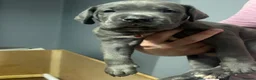 Cane Corso dogs for sale: Cane corso pups in Johnstone - Advert 5