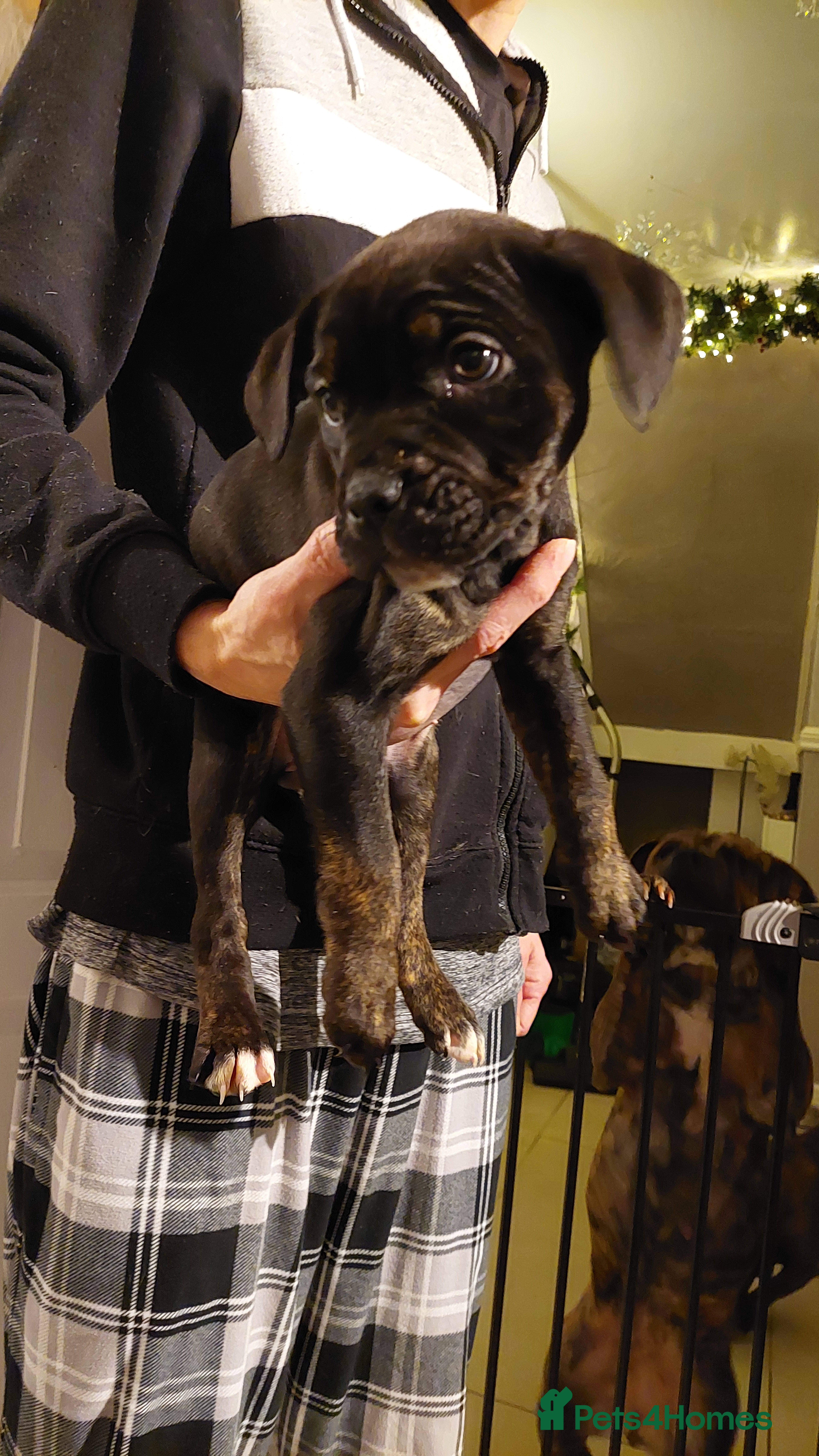 Mixed Breed dogs Cane Corso cross American bulldog puppy's  - Advert 2