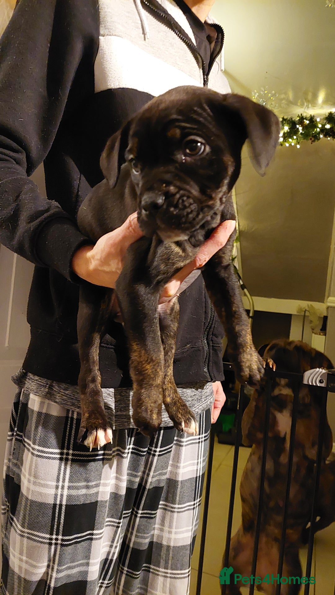 Mixed Breed dogs for sale: Cane Corso cross American bulldog puppy's  - Advert 2