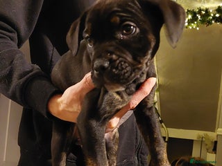 Mixed Breed dogs Cane Corso cross American bulldog puppy's - Advert 20