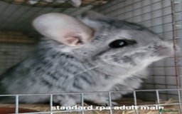 Chinchilla rodents for sale: Beautiful Chinchillas  in Bournemouth - Image 7
