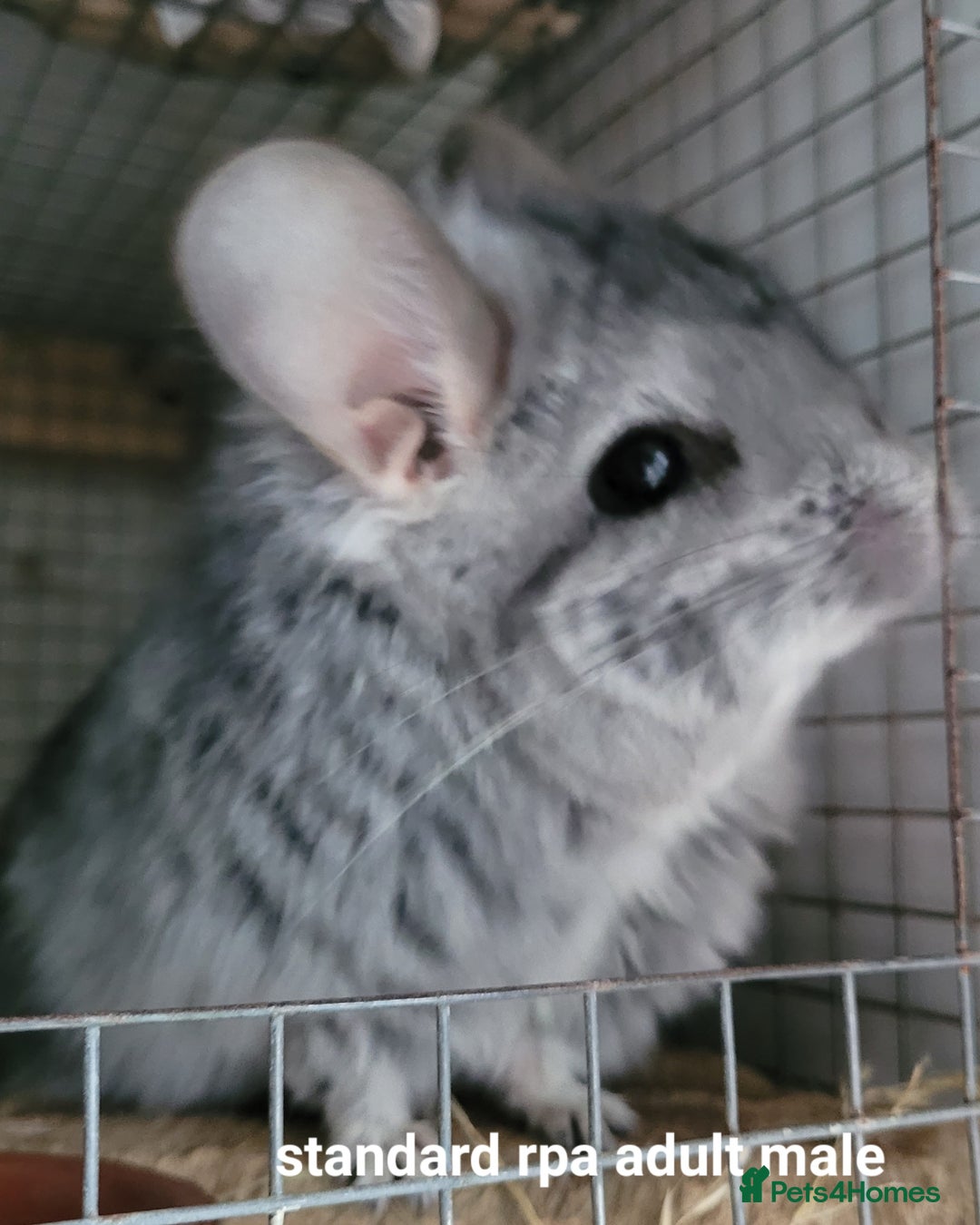 Chinchilla rodents for sale: Beautiful Chinchillas  in Bournemouth - Image 7