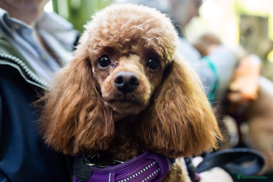 Toy Poodle dogs for stud: Fox Red KC Toy Poodle for stud. in Halifax - Advert 3