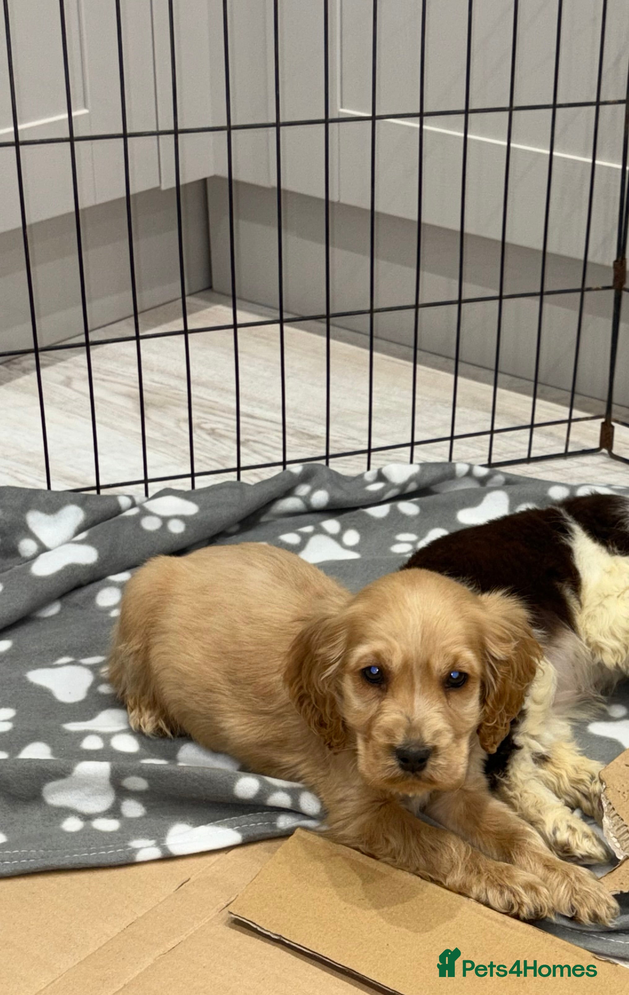 Cocker Spaniel dogs Stunning show type cocker spaniel puppies  - Advert 2