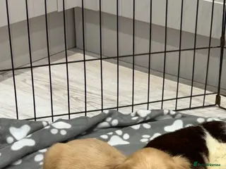 Cocker Spaniel dogs Stunning show type cocker spaniel puppies - Advert 2