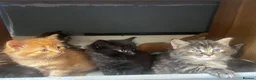 Maine Coon cats for sale: Maincoone x Norwegian forest kittens - Advert 7