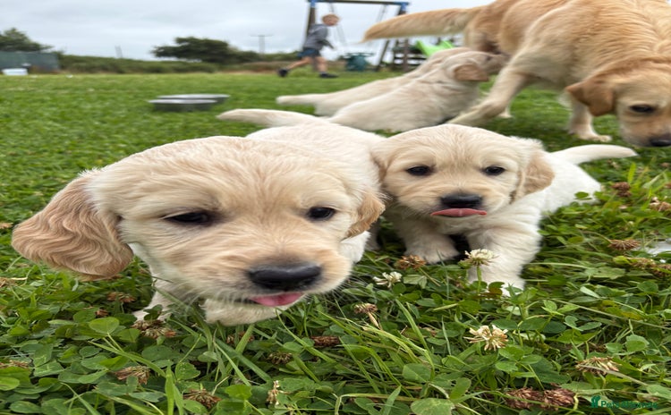 Golden Retriever dogs - Advert 5