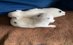 Parson Russell dogs for sale: Quality Parson Russell Terrier Male Puppies - Image 5