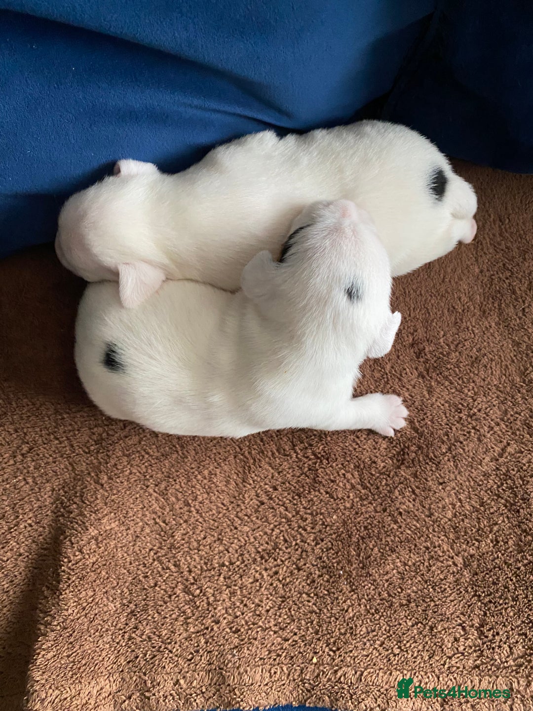 Parson Russell dogs for sale: Quality Parson Russell Terrier Male Puppies - Image 5