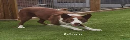 Border Collie dogs for sale: KC registered Border collie pups for sale - Advert 3