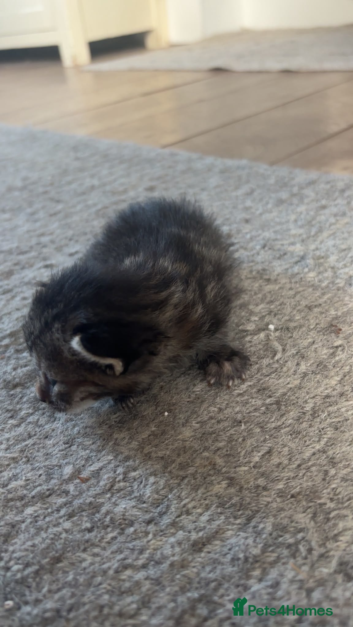 Mixed Breed cats for sale: Gorgeous tri coloured kittens - Advert 11