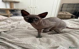 Sphynx cats for stud: TICA Registered Active Canadian Sphynx is for STUD - Image 9