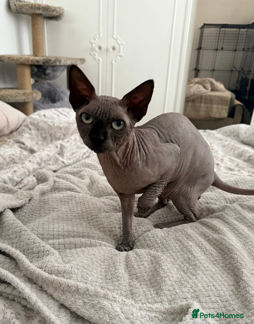 Sphynx cats for stud: TICA Registered Active Canadian Sphynx is for STUD - Image 9