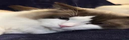 Ragdoll cats for sale: Beautiful Male Ragdoll - Advert 4