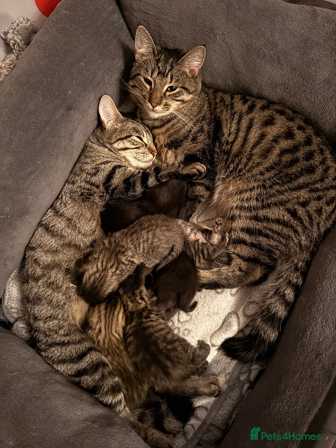 Bengal cats for sale: Beautiful Bengal X Tabby X kittens  in Dunfermline - Advert 1