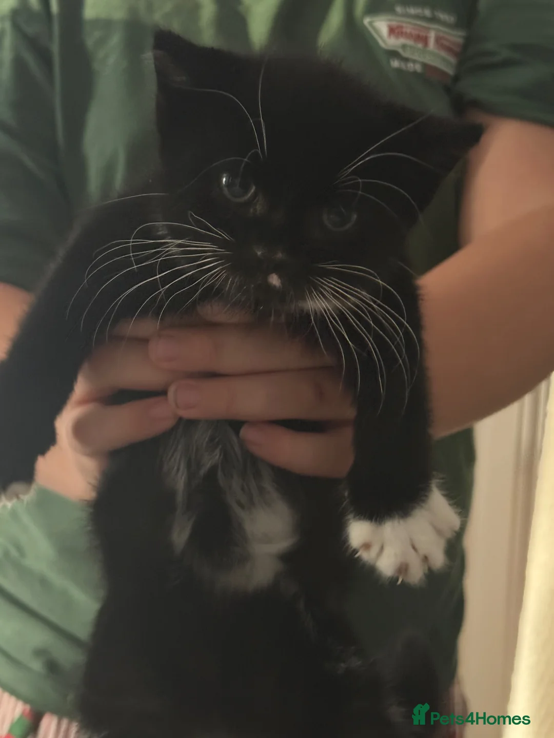 Mixed Breed cats for sale: Adorable kitten  - Advert 3
