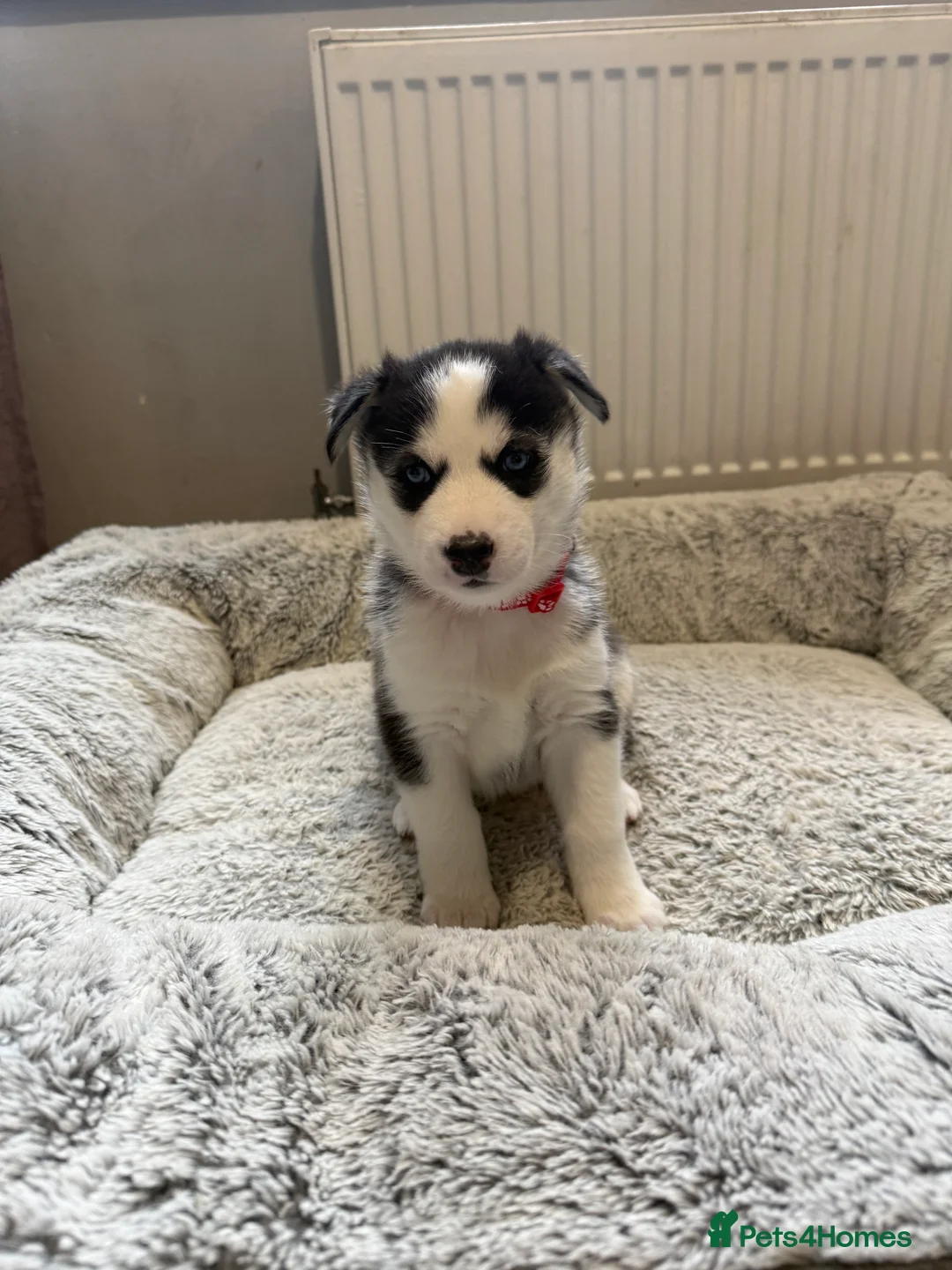 Siberian Husky dogs for sale: Gorgeous, Healthy & Fully Insured Siberian puppies in Stanmore - Advert 12