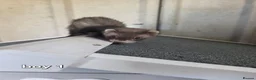 Ferret rodents for sale: 7 beautiful kits for sale  - Advert 9
