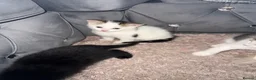 American Shorthair cats for sale: 3 kittens  - Advert 2