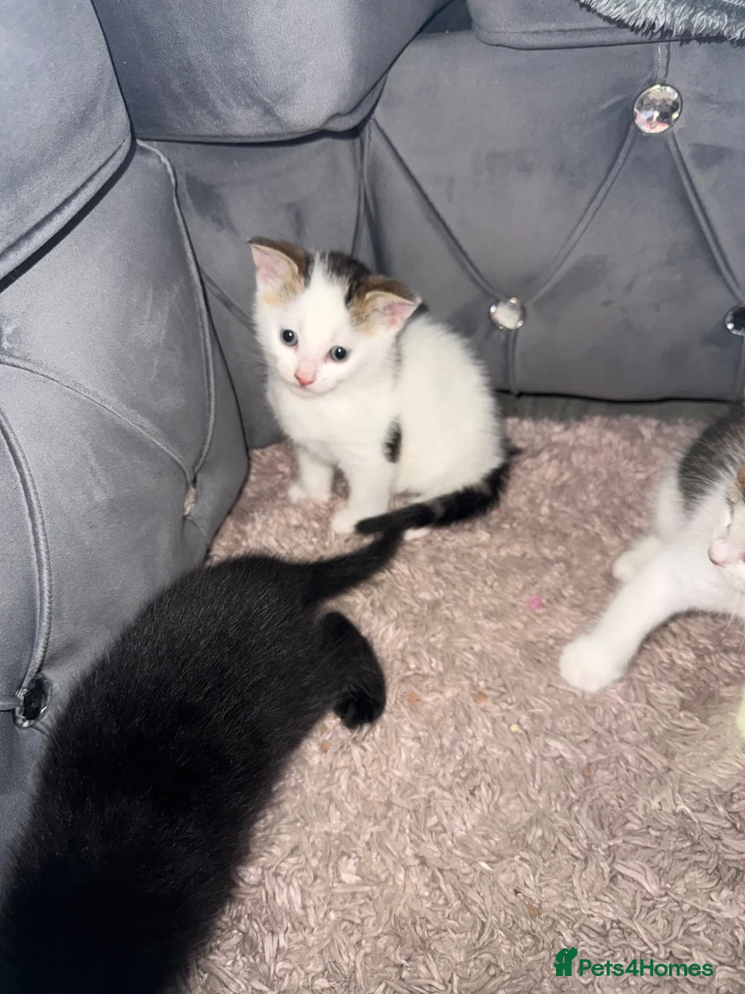 American Shorthair cats for sale: 3 kittens  - Advert 2