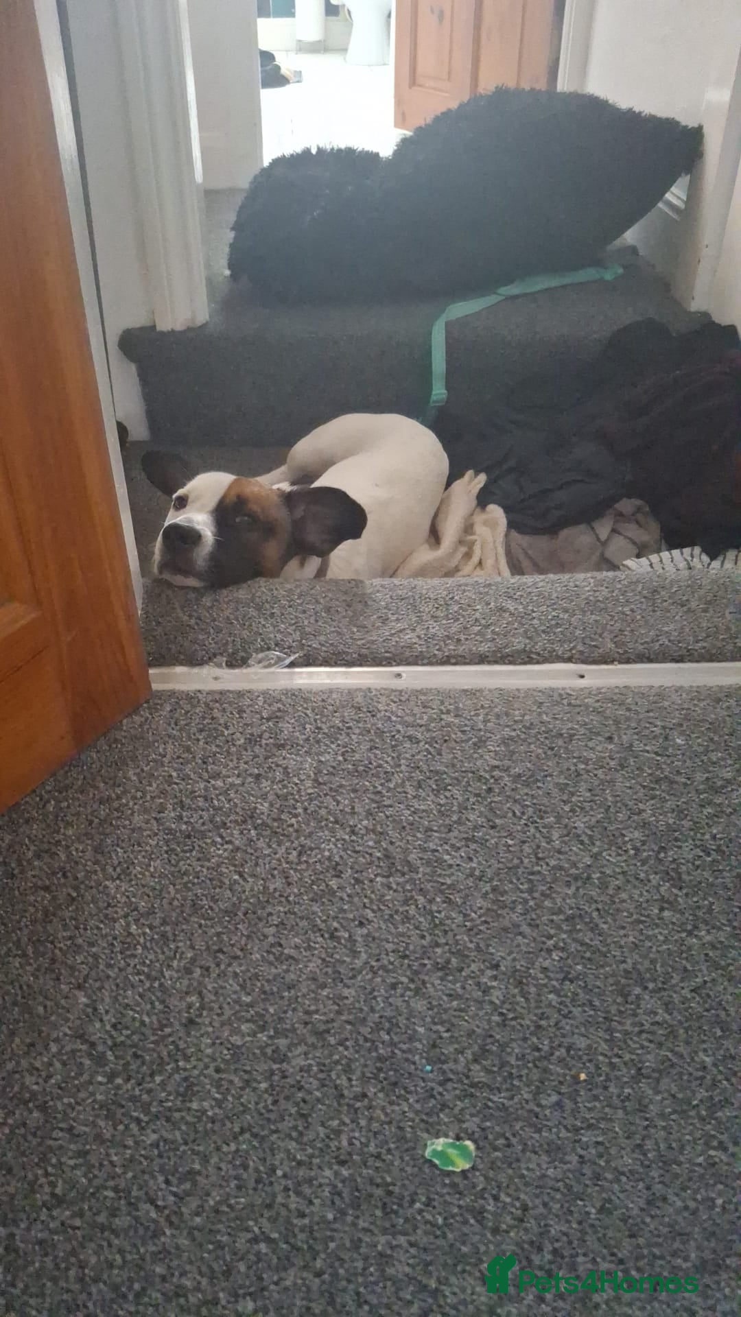 Mixed Breed dogs for sale: Bruno - Needs a New, Loving Home - Image 32