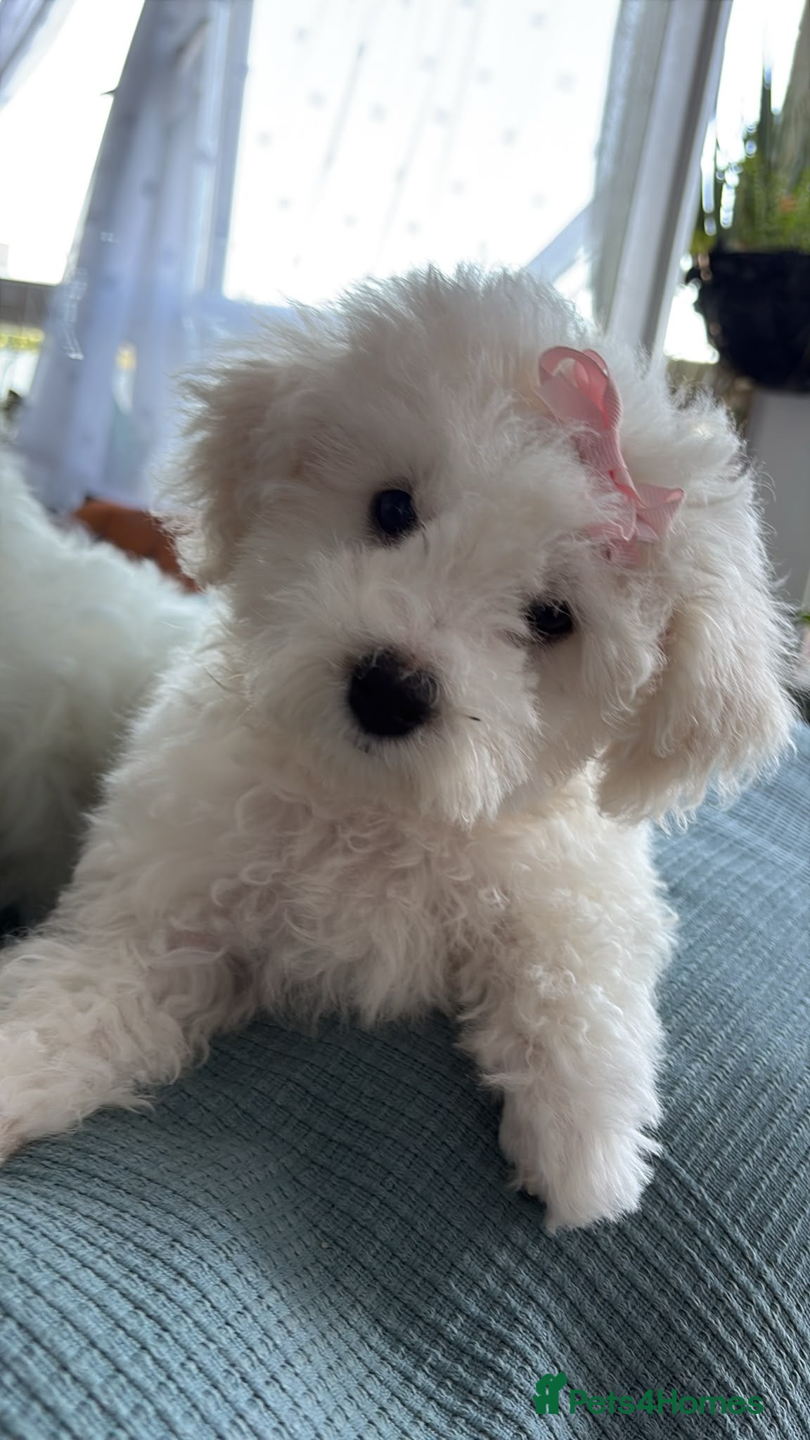 Bichon Frise dogs Bichon frise  - Advert 2
